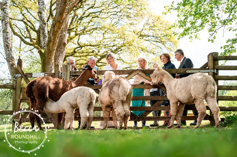 Alpaca feeding at a wedding at Tree Top Escape North Devon