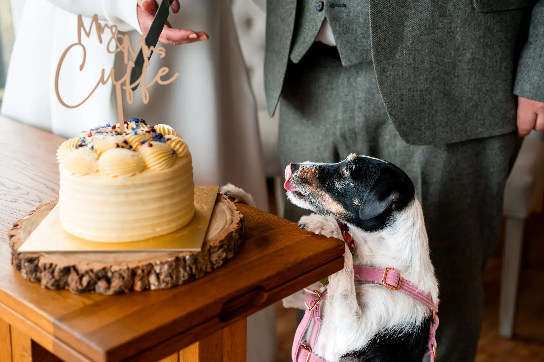 A dog eyeing up the wedding cake at a dog-friendly wedding at Tree Top Escape, North Devon