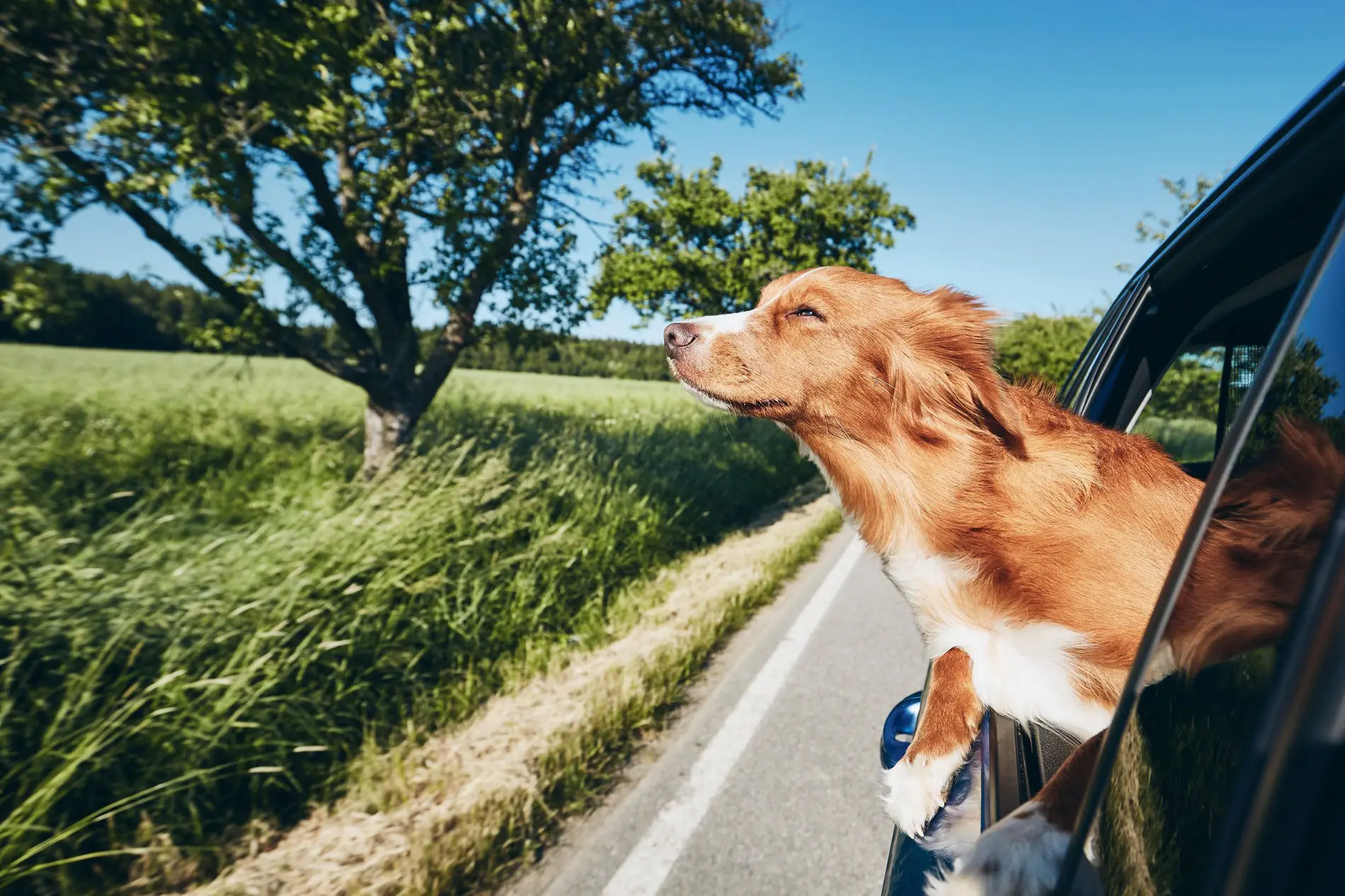 Dog-Friendly Stops Along the M5 to Devon