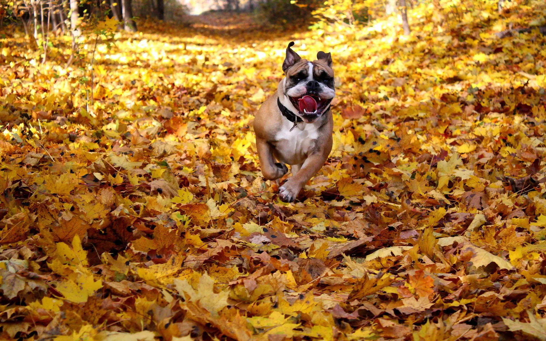Blaise Castle Estate Dog-Friendly Stop near Junction 17