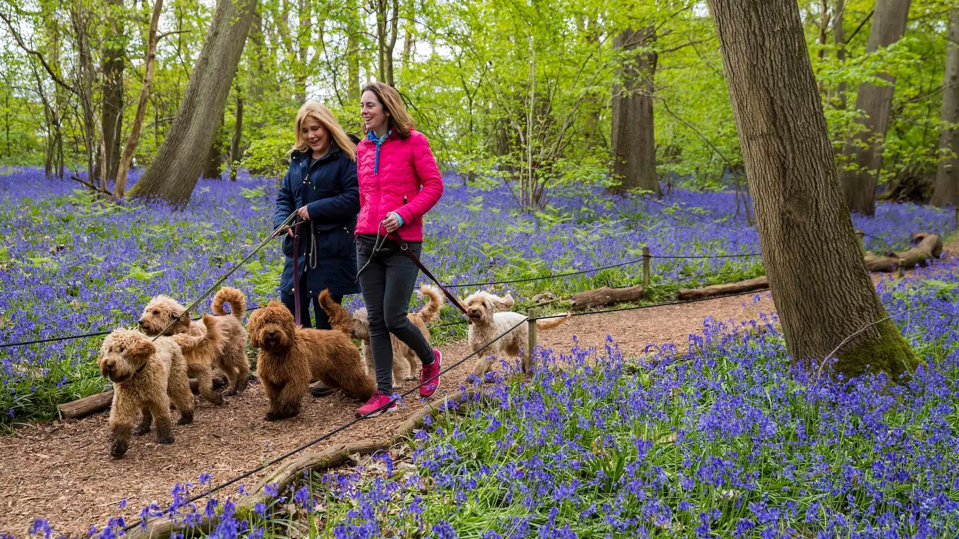 Knightshayes National Trust Dog-Friendly Walk near Tiverton