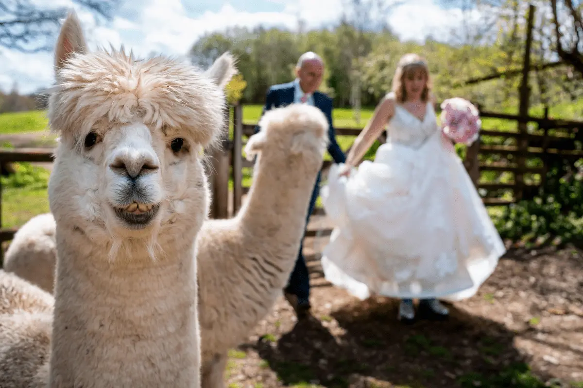 Wedding with fewer than 20 guests in Devon