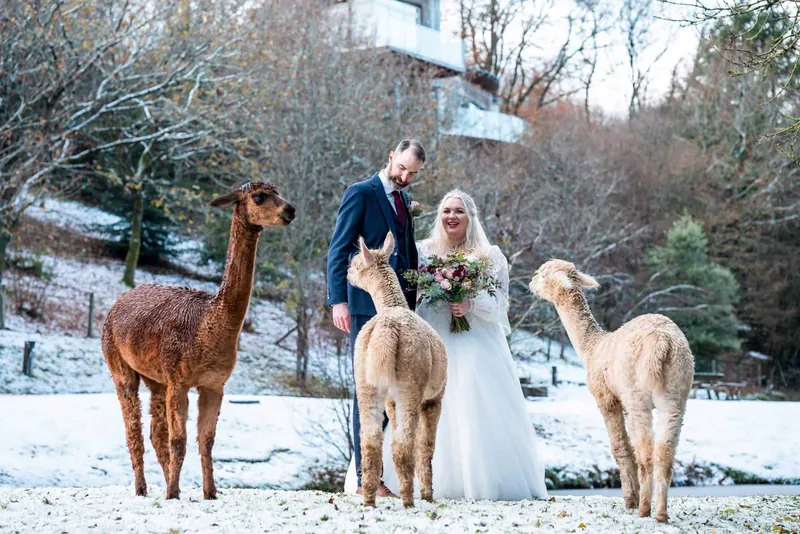 Winter wedding couple in the snow with alpacas at Tree Top Escape, North Devon