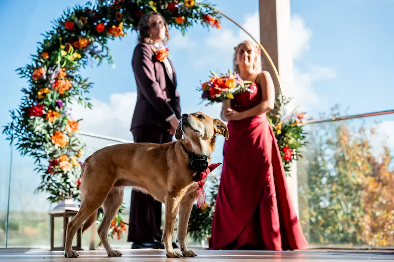 Dog friendly same sex wedding at Tree Top Escape Devon