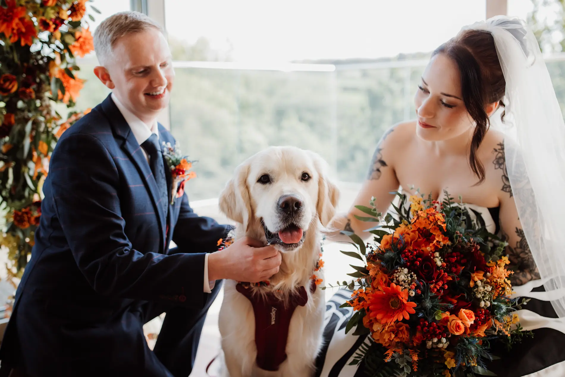 Golden retriever Moose as ring bearer at a dog-friendly wedding in Devon